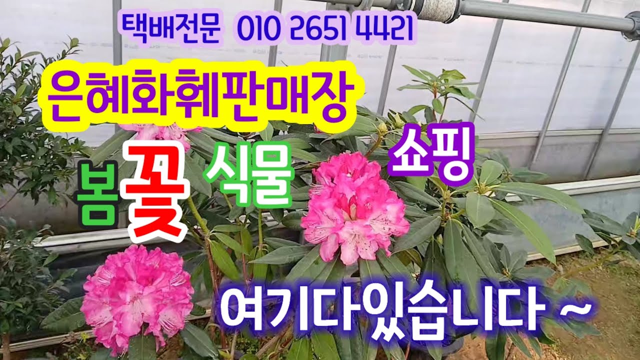 #은혜화훼판매장 ☎️010 2651 4421#야생화전문 #식물쇼핑#택배전문  #7만원이상무료배송#연중무휴(명절당일제외)