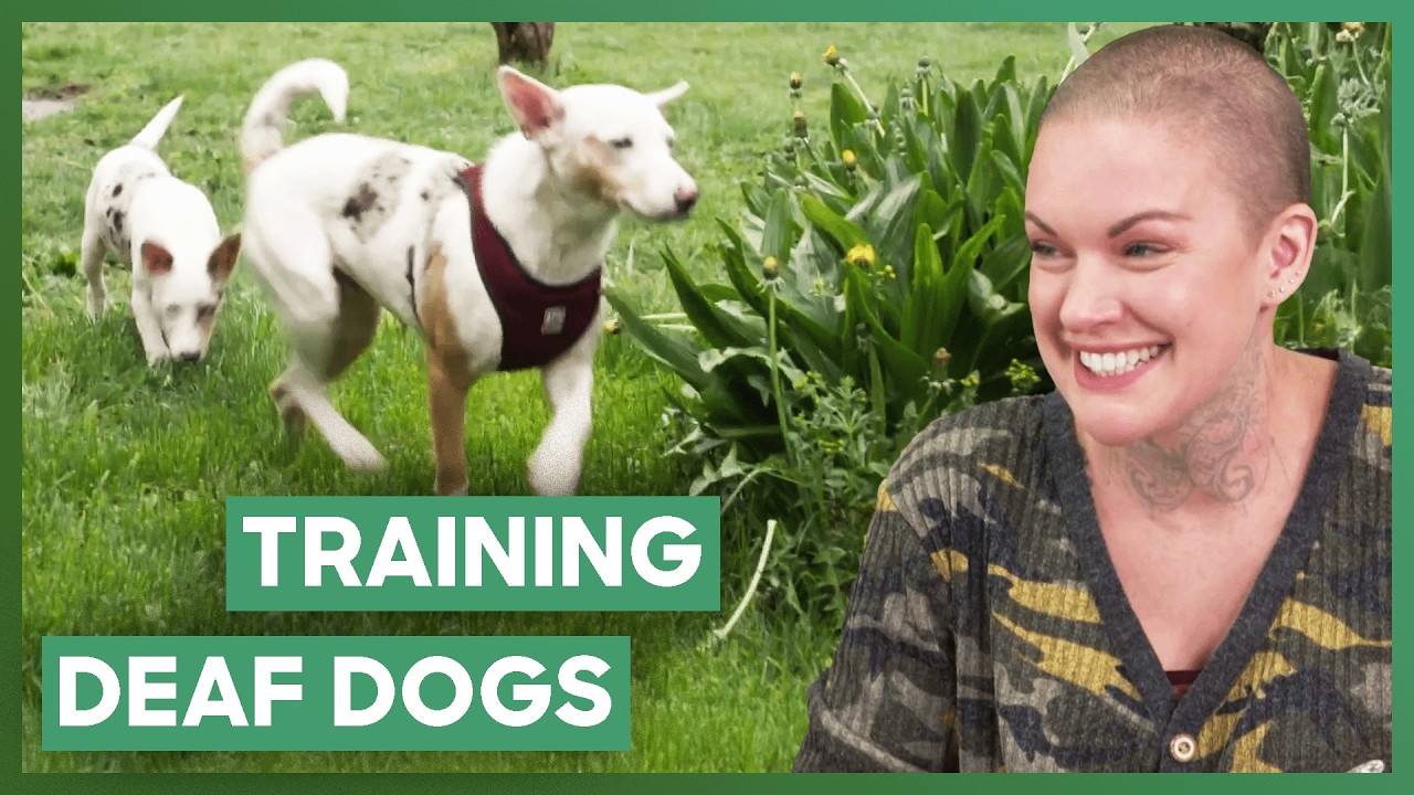 Amanda Trains Two Deaf Rescue Dogs For Adoption 🐶❤️  | Amanda To The Rescue | Love Animals