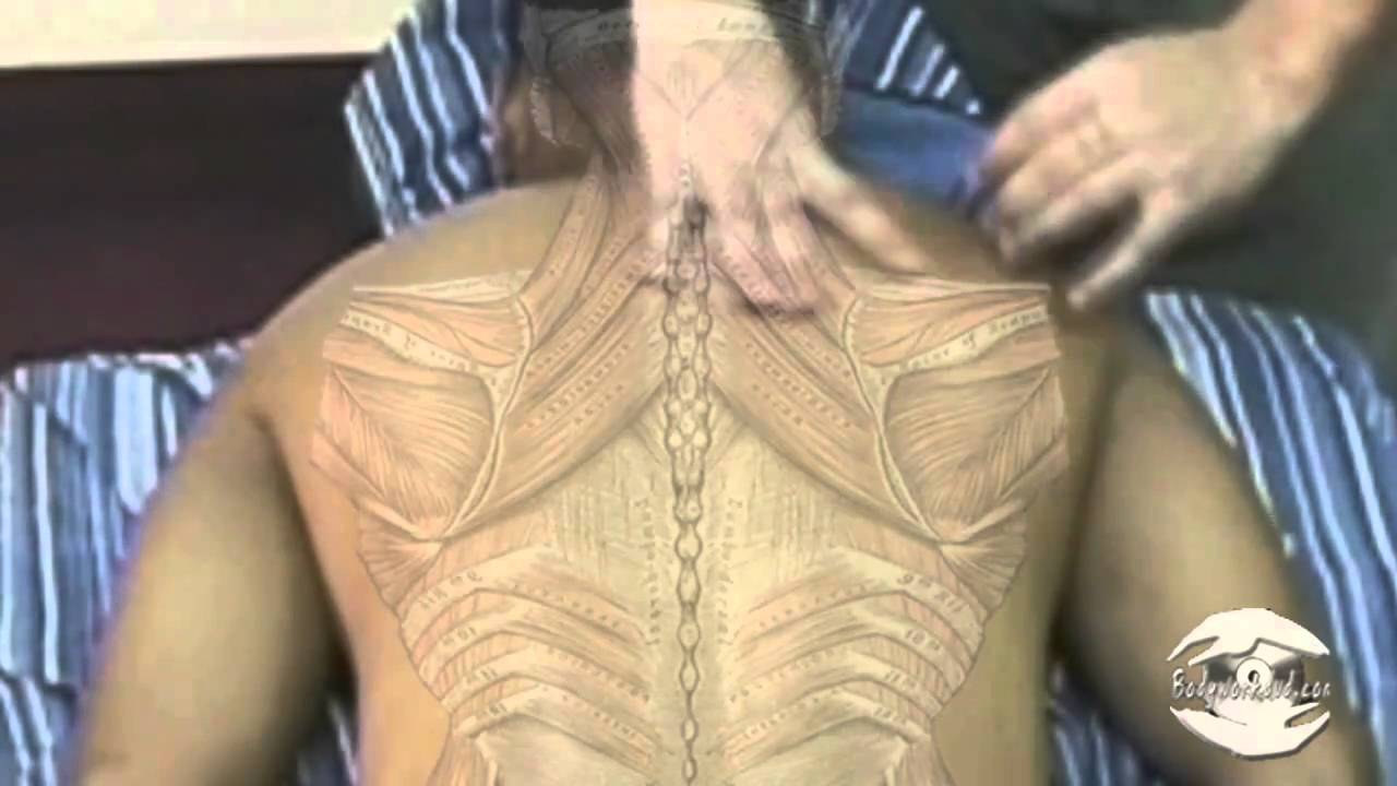 HD Deep Back Muscles