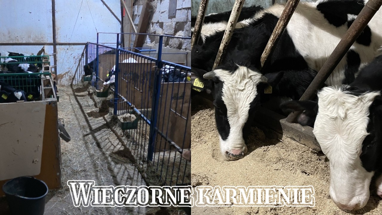 #14 | Codzienne obowiązki | Pojenia cieląt | Karmienie opas&oacute;w | Pogadanka