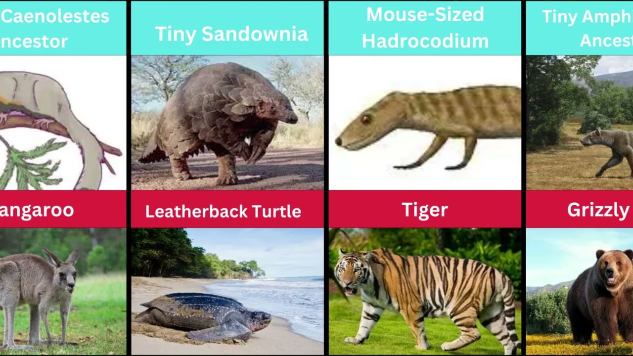 Tiny Extinct Creatures That Became Today’s Giants