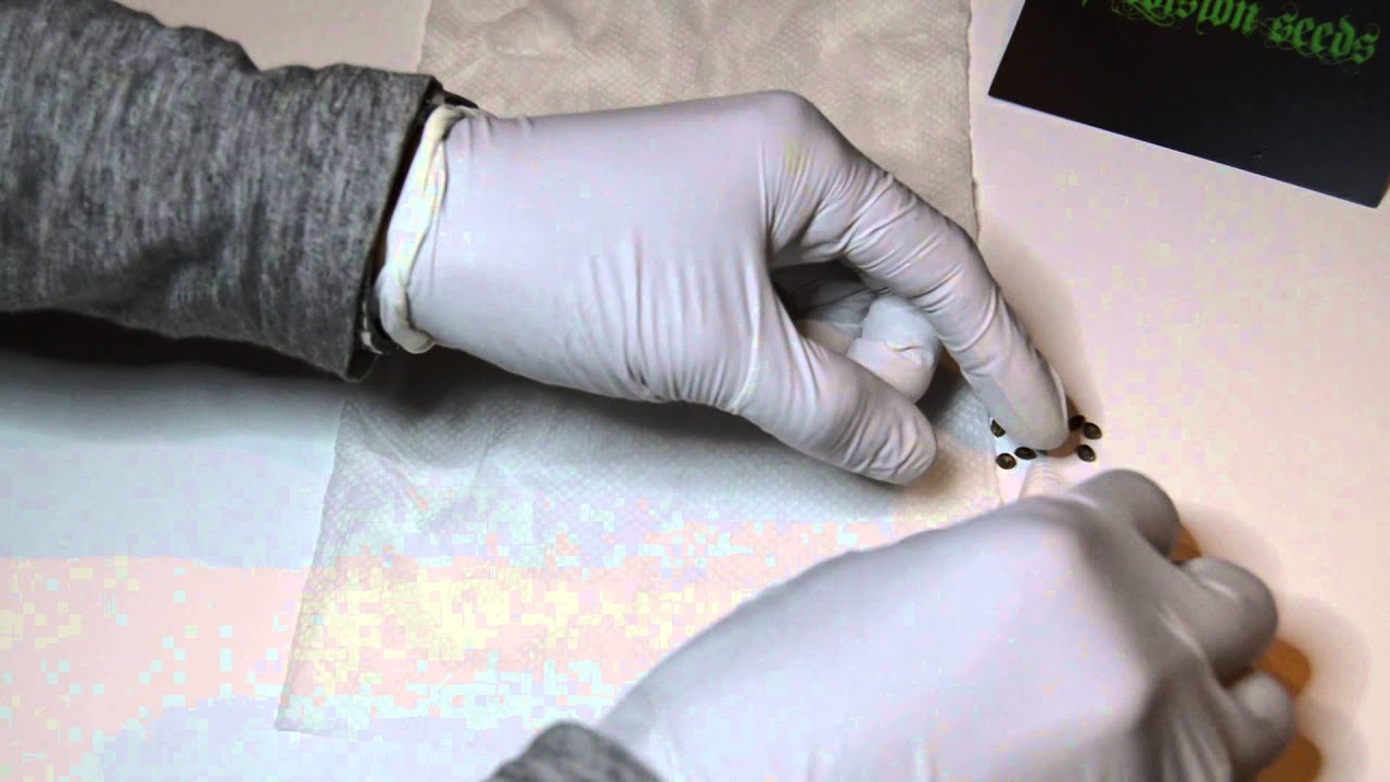 germinating seeds with paper towel method