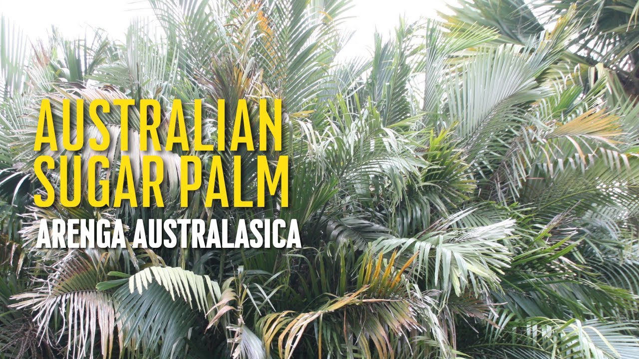Australian Sugar Palm - Arenga australasica