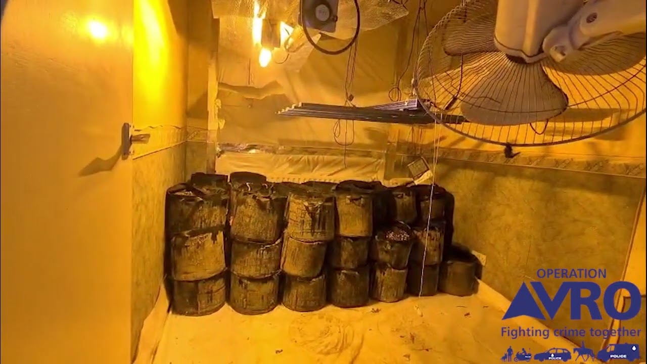 Cannabis farm discovered during a warrant #OpAVRO