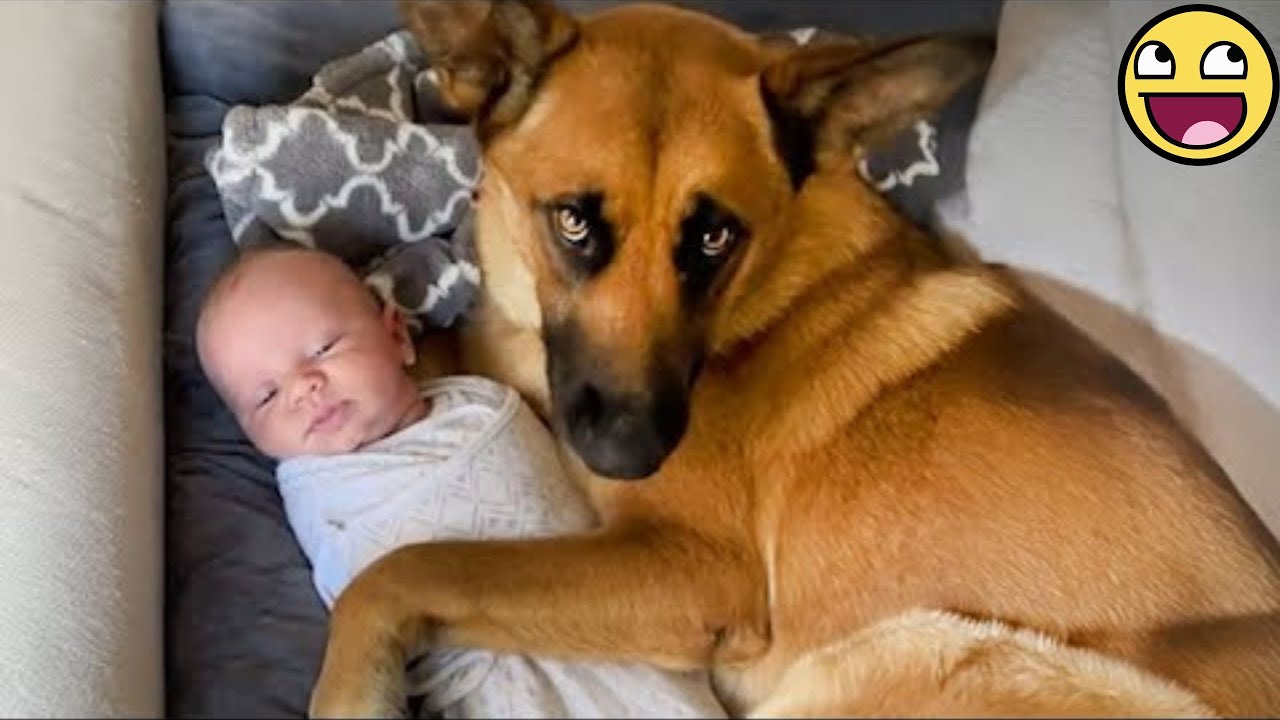 Dogs Babysitting Babies in the Most Adorable Way 🐕👶