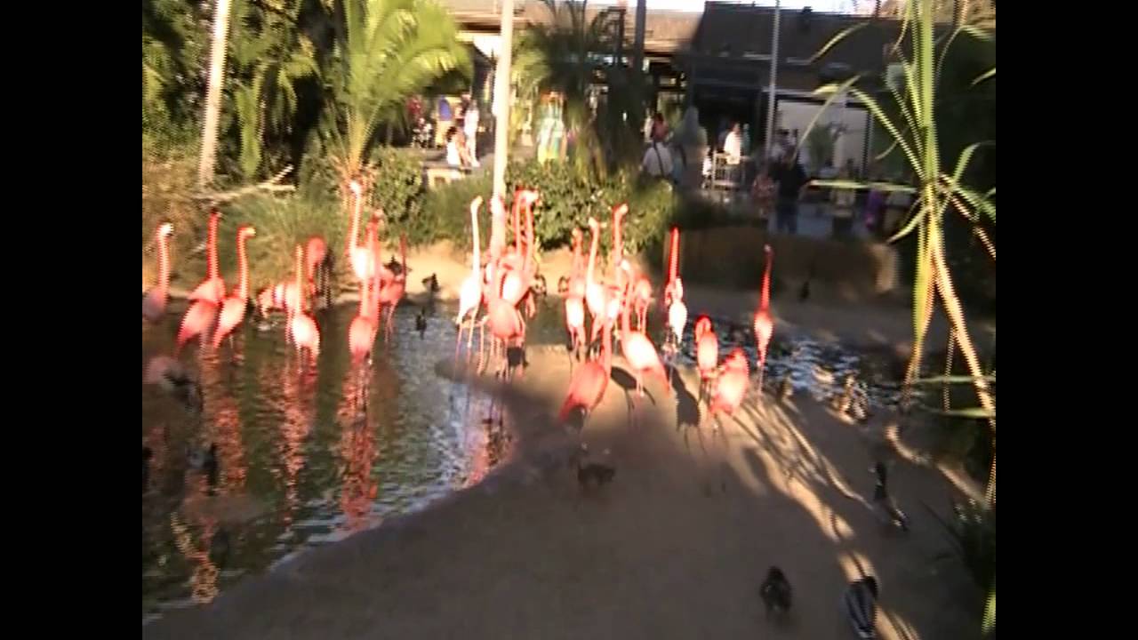 Flamingo Flash Mob 4   Cha Cha Flamingos