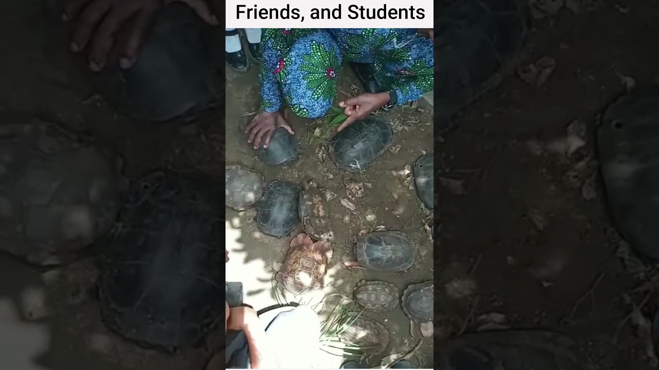 Molding Future Heroes: Can Kids Save Tortoises from&nbsp;Extinction? #tortoise