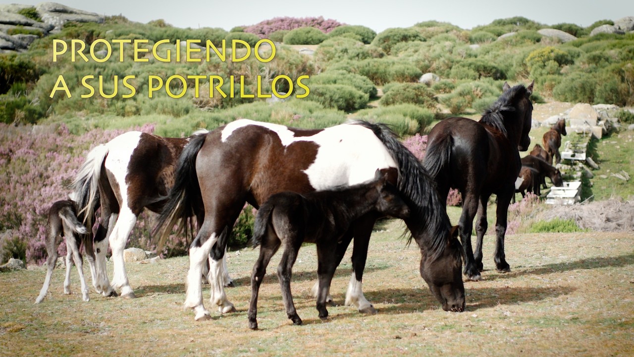 Tres bandas en la fuente | Wild Pottoka Horses