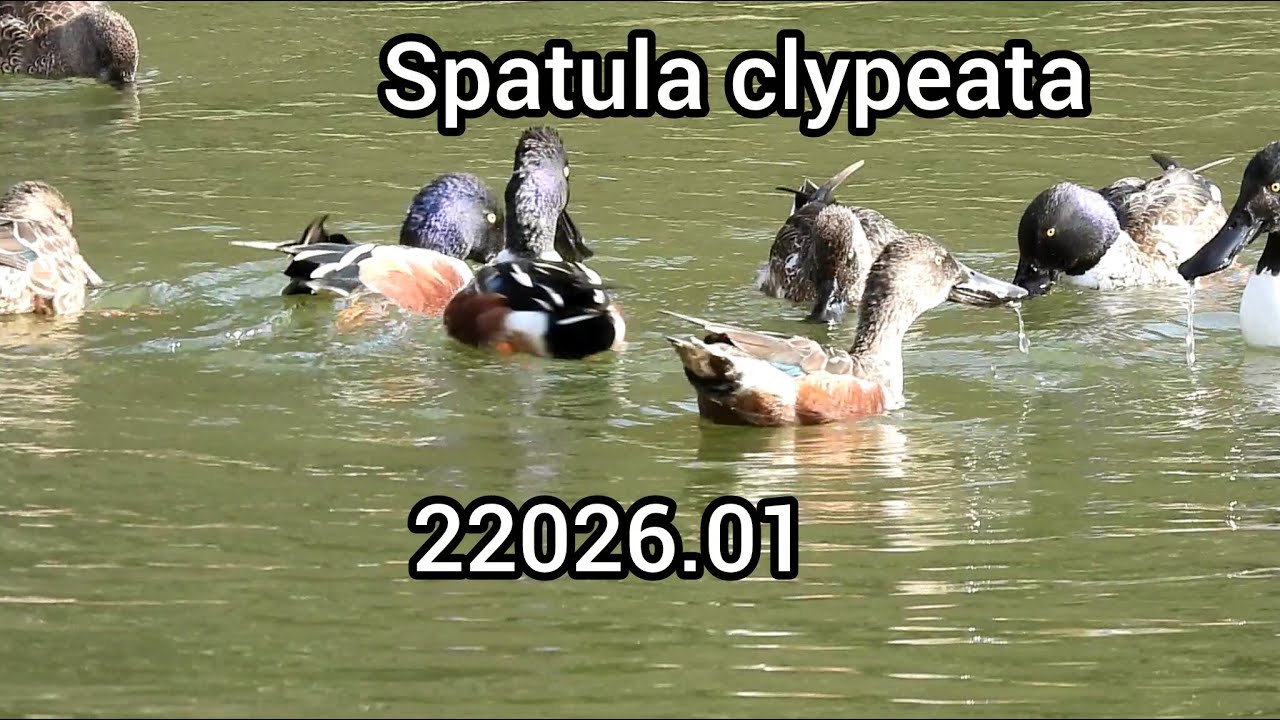 ハシビロガモ鳴き声 (Spatula clypeata) - カモの鳴き声 / Northern shoveler sounds / 公園のカモ / 2026年1月