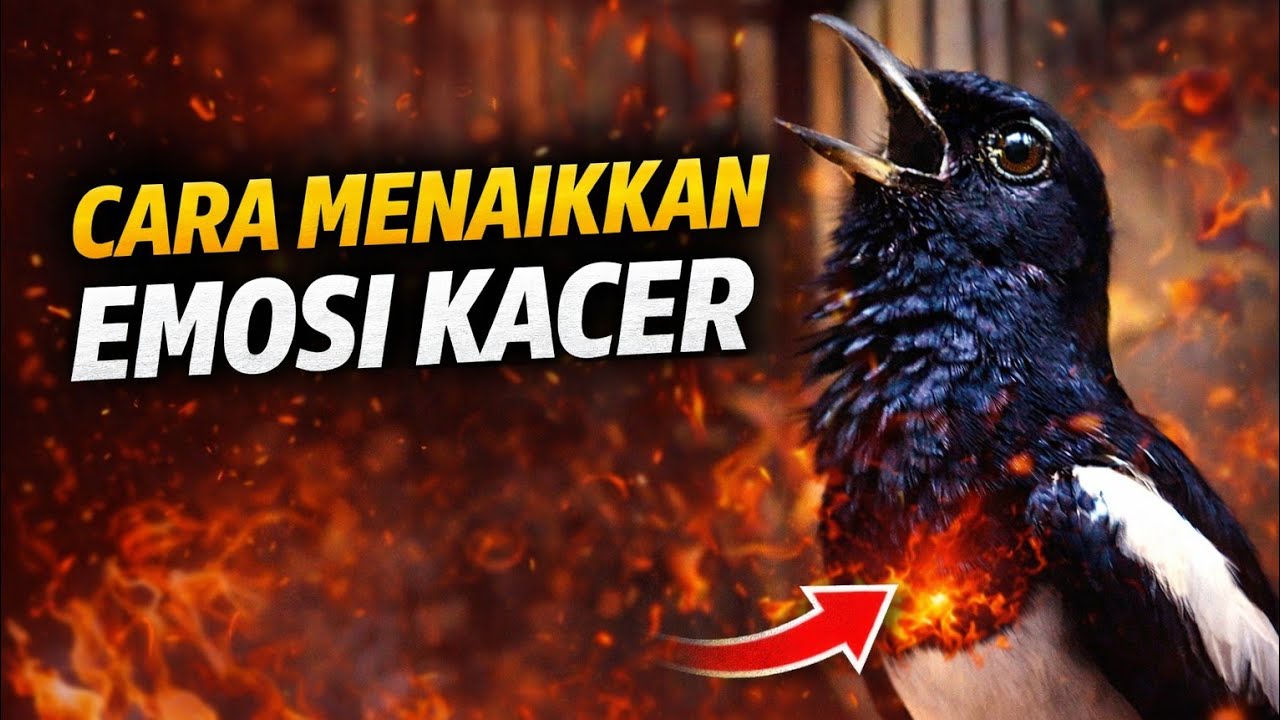 CARA MENAIKAN EMOSI KACER