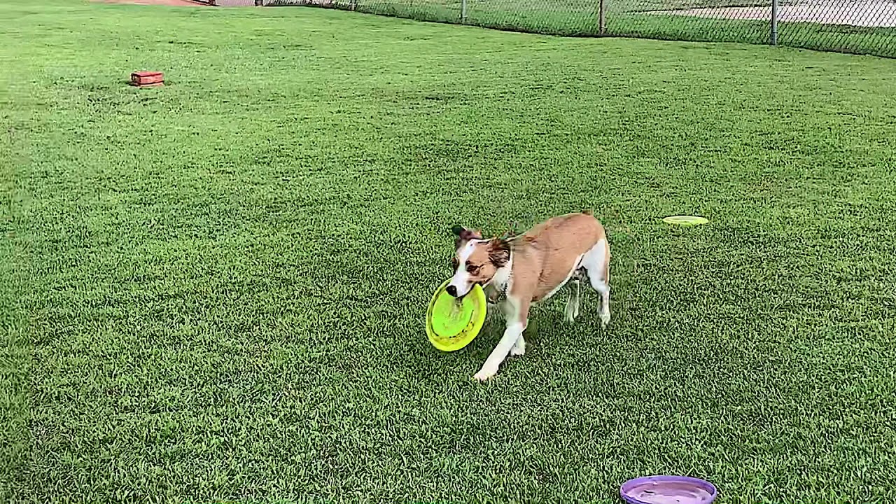 Unwanted dogs & inmates earn 2nd Chance at LARC
