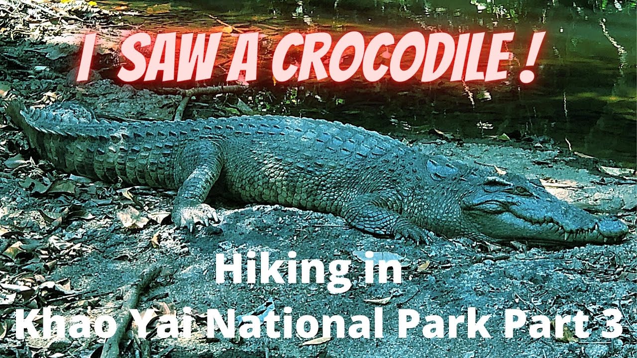 I Saw a Crocodile at Khao Yai National Park Thailand 4K-Trail 2 and Khao Khiao Pha Diew Dai เขาใหญ่