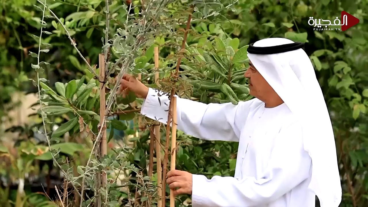 مالك مشتل وادي دفتا أحمد الحفيتي ينجح بزراعة الفستق داخل إمارة الفجيرة