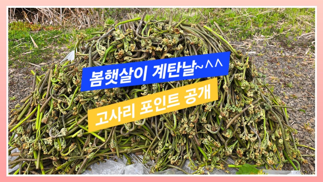 #제주 고사리 꺾기1탄#이런 날이 빨리 온 줄이야~!!#