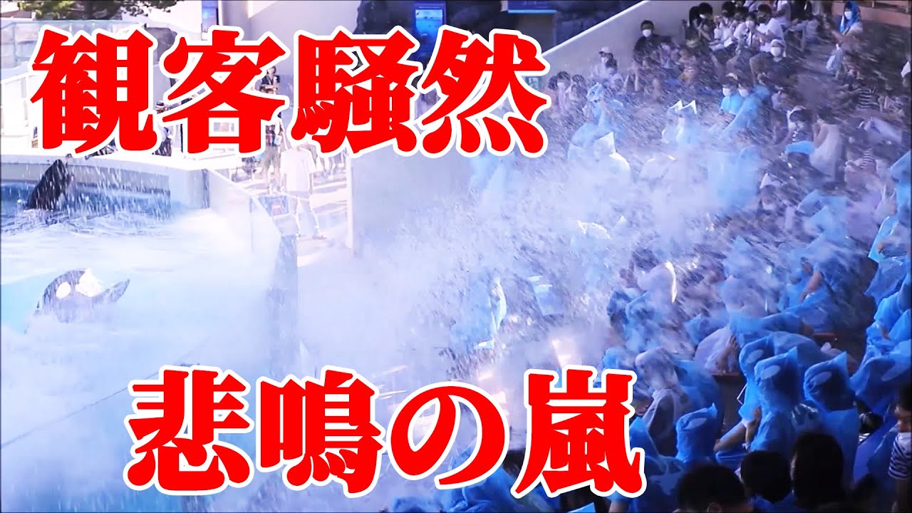 子供を盾にしてしまったお父さん・・・鴨川シーワールド シャチパフォーマンス シャチショー