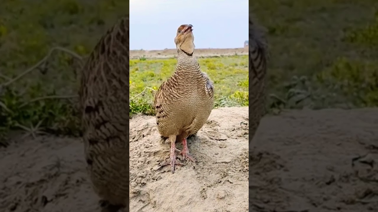 Gora Teetar Ki Awaaz 