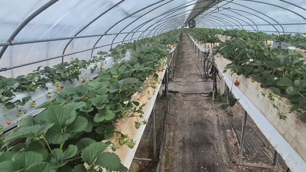 [효소농법/공주 정안 2/5] 바닥에 붙었던 딸기가 한 달만에 정말 좋아졌어요. 010-3050-0335