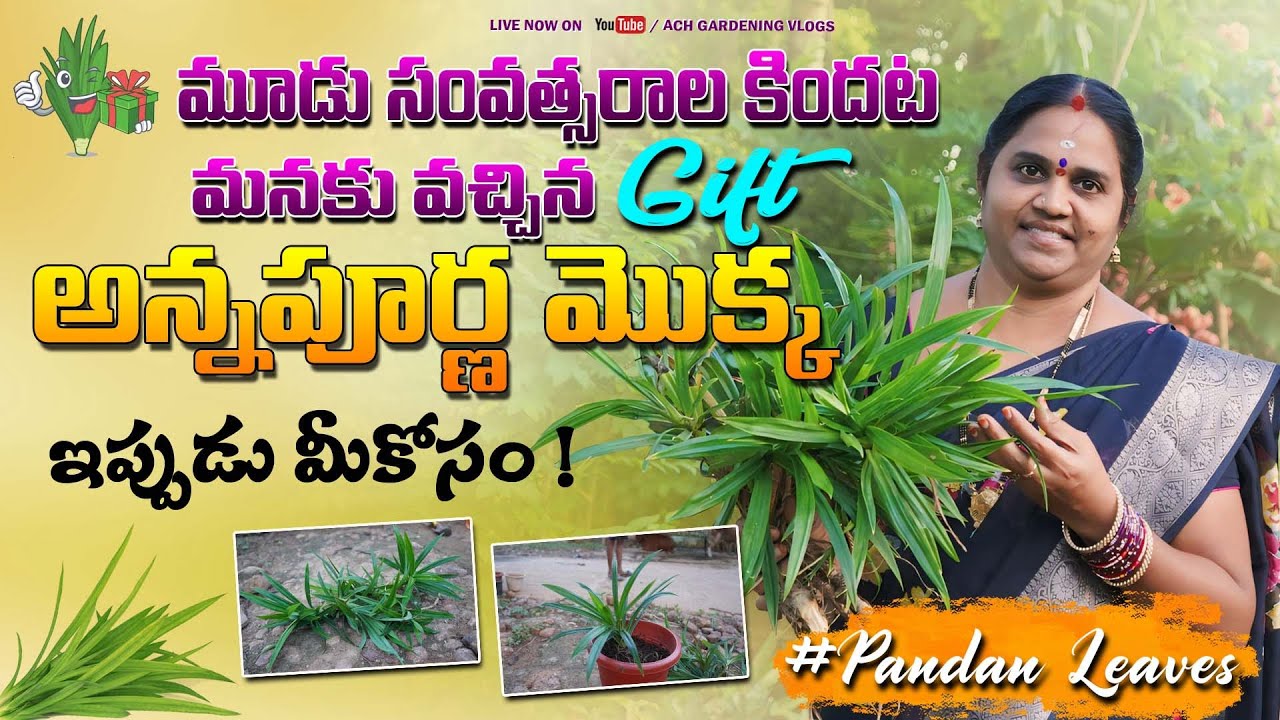 3 years ముందు మనకు వచ్చిన ఈ అన్నపూర్ణ మొక్క | ఇప్పుడు ఈ Pandan Leaf మొక్క మీ కోసం #garden #pandan