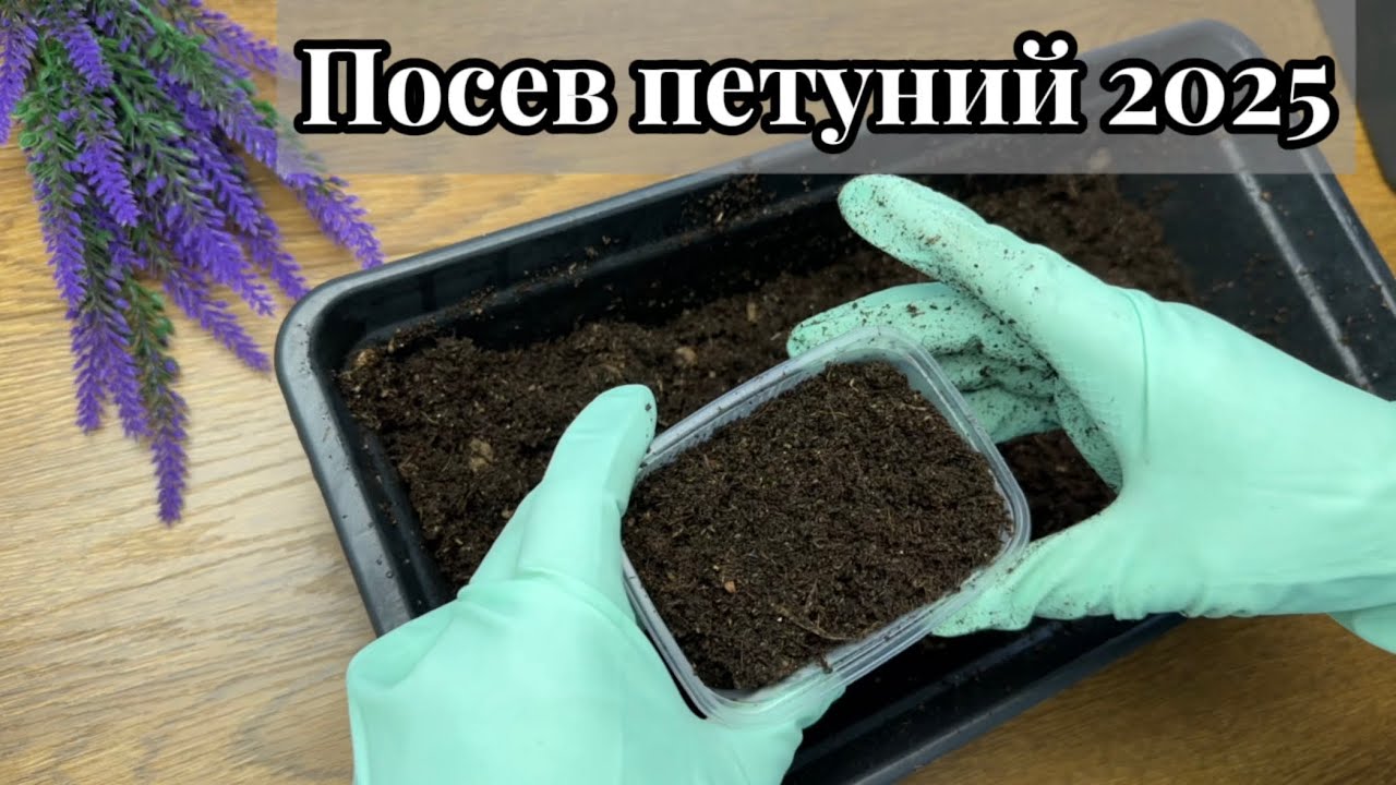 Посев петуний без ошибок 2025г! Выпуск 1
