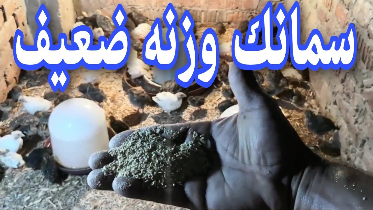 طريقة إضافة الفول الصوايا للسمان لزيادة الوزن وشكل الفول الصوايا