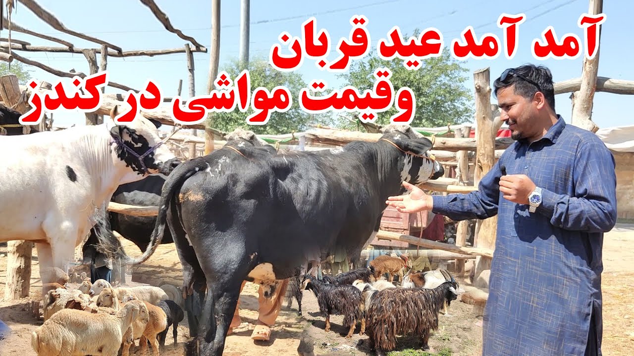 آمد آمد عید قربان و نرخ ونوا در نقاش یا مالبازار ولایت کندز | قیمت گاو،گوساله وبز وگوسفند | اپاسکا