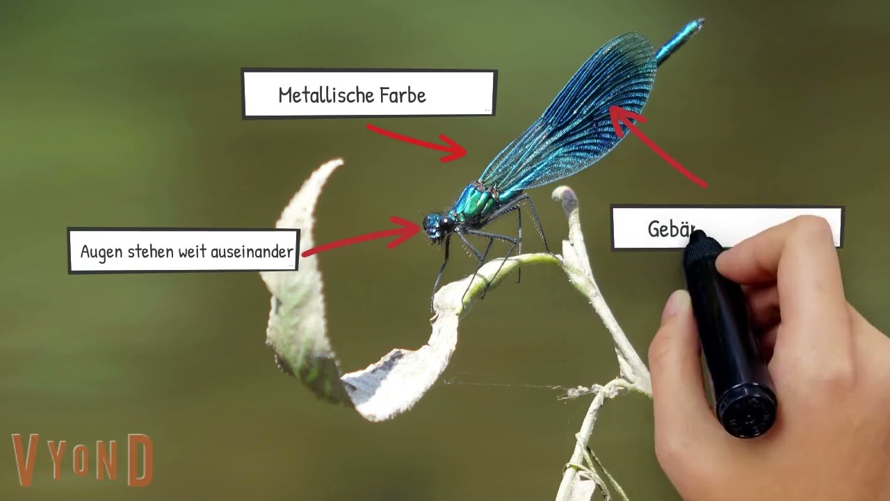 Artenquiz Insekten: Insekten bestimmen lernen Teil 2 - Käfer, Wanzen, Libellen, Schmetterlinge