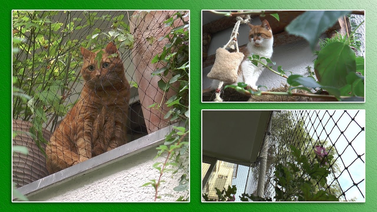 Katzengerechter Balkon | TierheimTV informiert