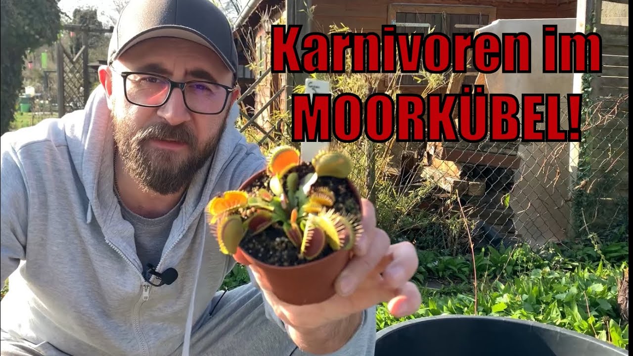 MOORKÜBEL mit fleischfressenden Pflanzen ganz einfach selber anlegen! Ideal für Anfänger!