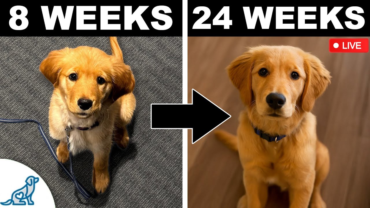 The Unpopular Truth About Your Dog’s “Teenage Phase”
