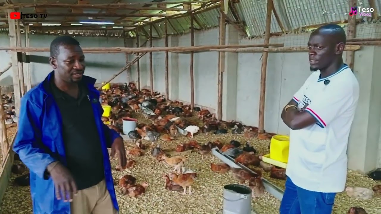 The Untold Profit in Kroiler Chickens: A Farmer’s Inspiring Journey