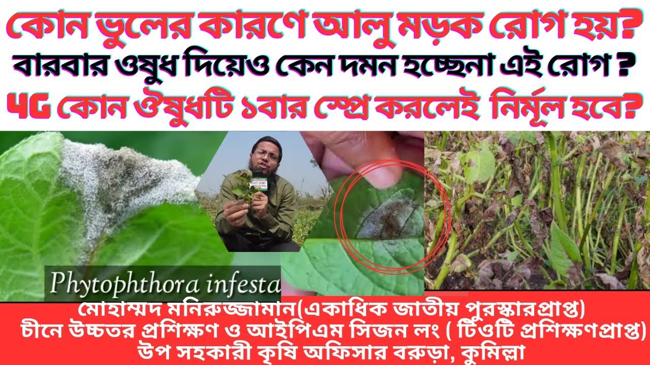 আলু ব্লাইট মড়ক রোগের প্রতিকার ।See How Potato Late Blight Develops & Preview Clip-5 Ways To Control