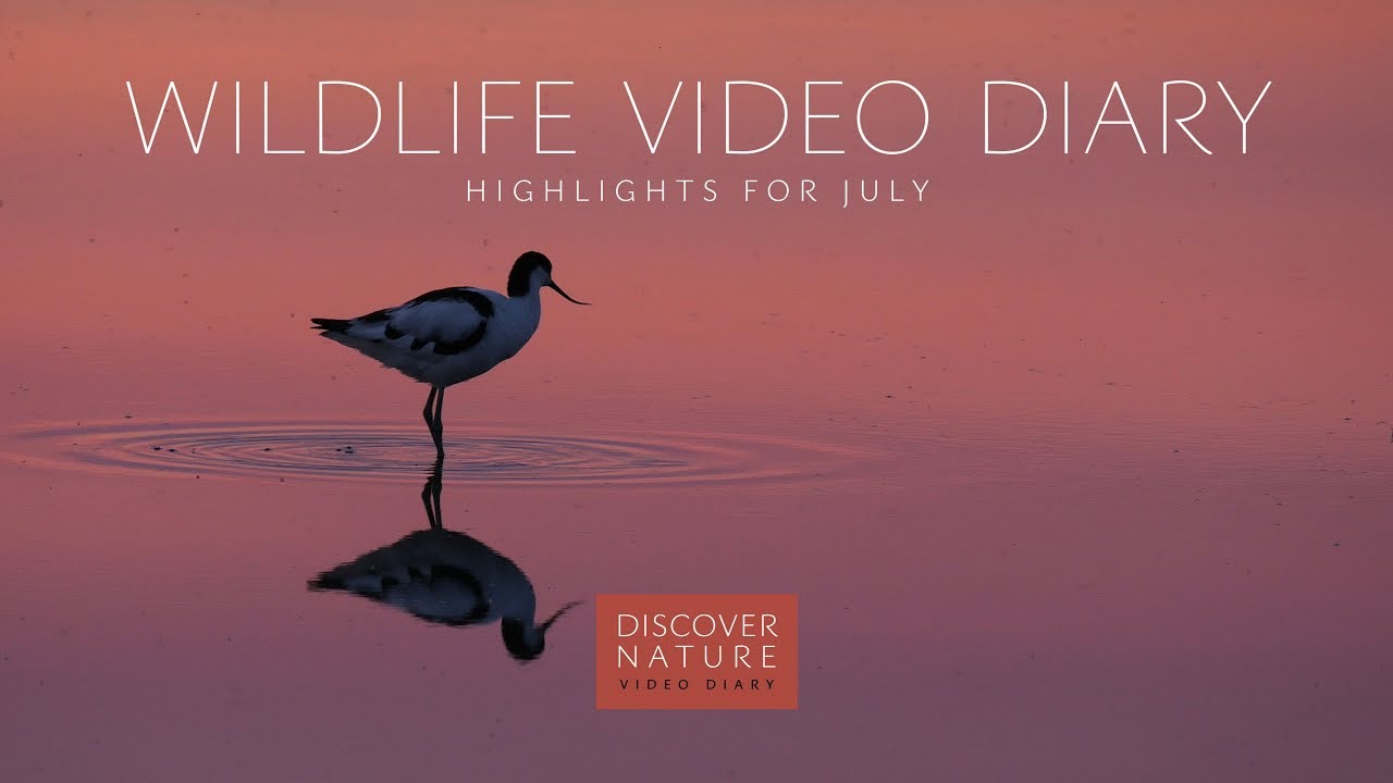 Wildlife video diary - highlights for July