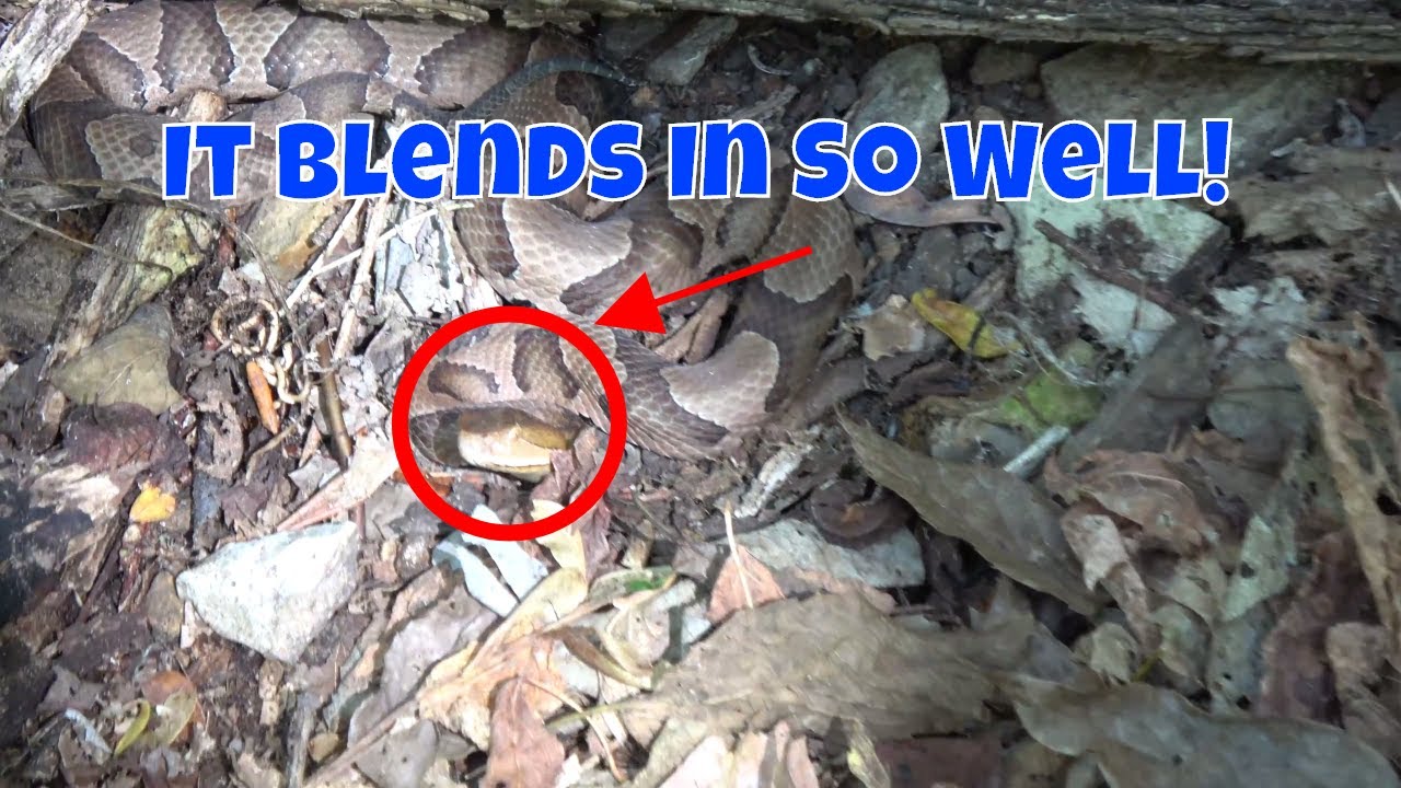 Snakes of Snake Road at LaRue Pine Hills Research Natural Area