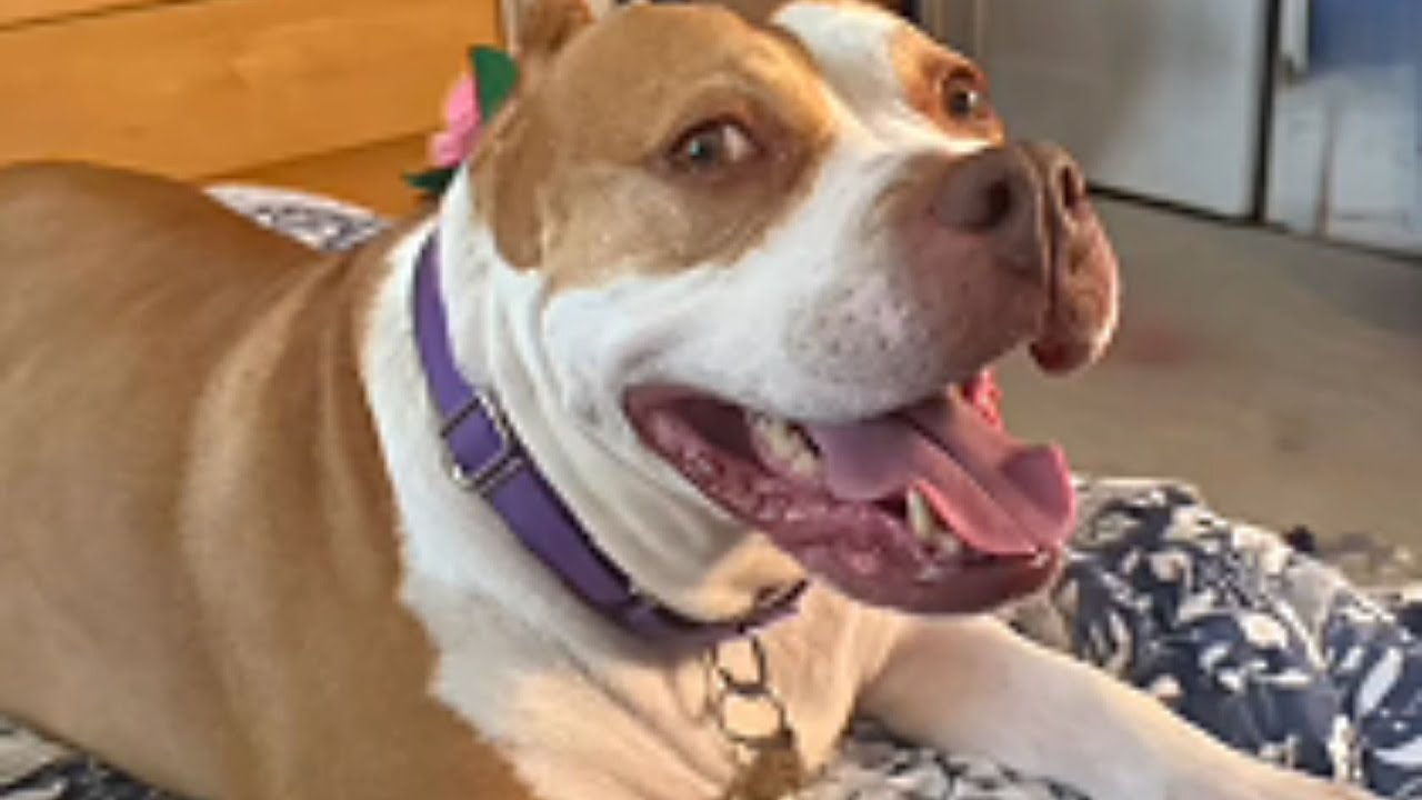 120-Pound Pittie Conquers The Stairs — And Then Discovers Pure Joy Outside!