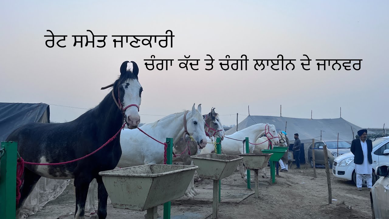 Muktsar horse mela 2026 ਰੇਟ ਸਮੇਤ ਜਾਣਕਾਰੀ ਚੰਗਾ ਕੱਦ ਤੇ ਚੰਗੀ ਬਲੱਡ ਲਾਈਨ ਦੇ ਜਾਨਵਰ ਸੇਲ #viralvideo #