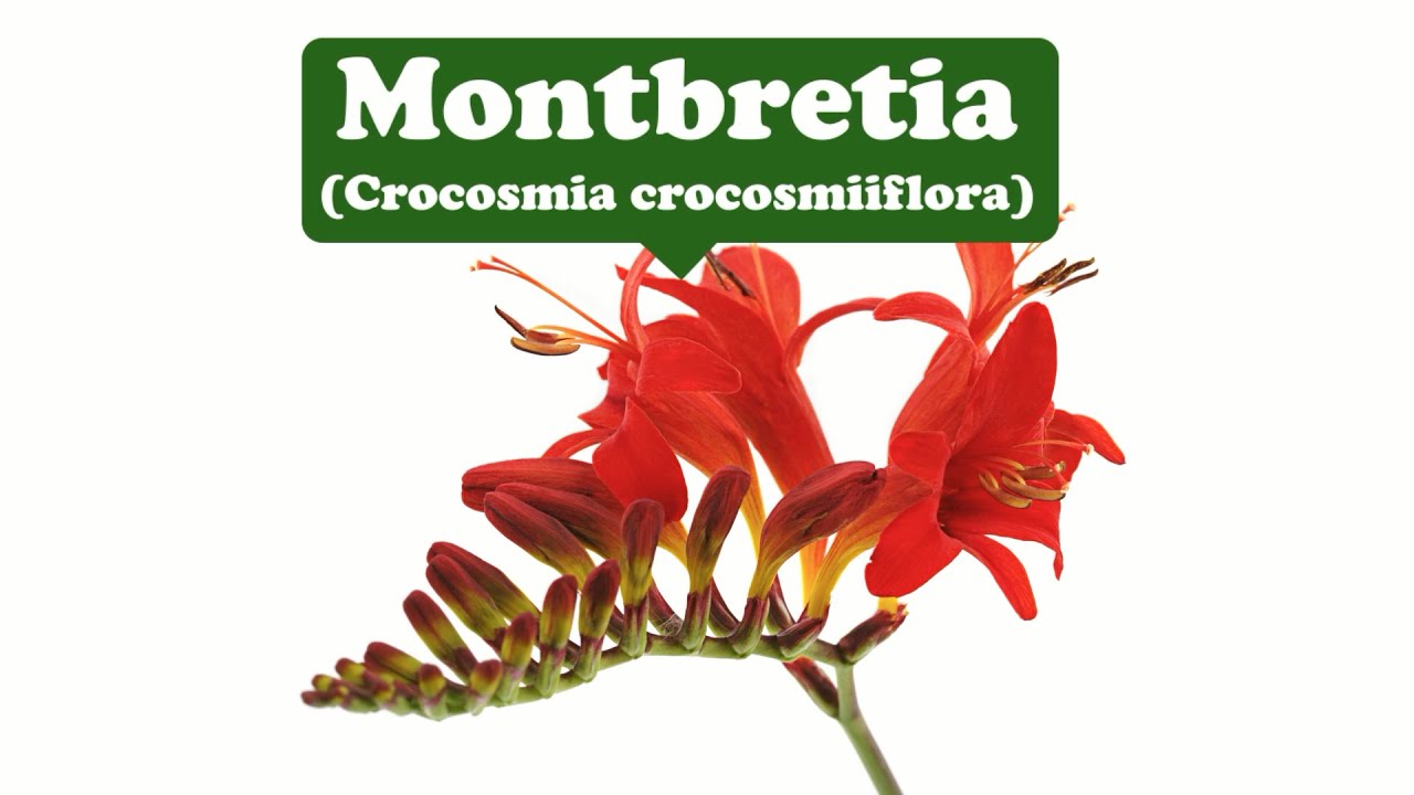 Enthusiasm and strong adaptability--Montbretia