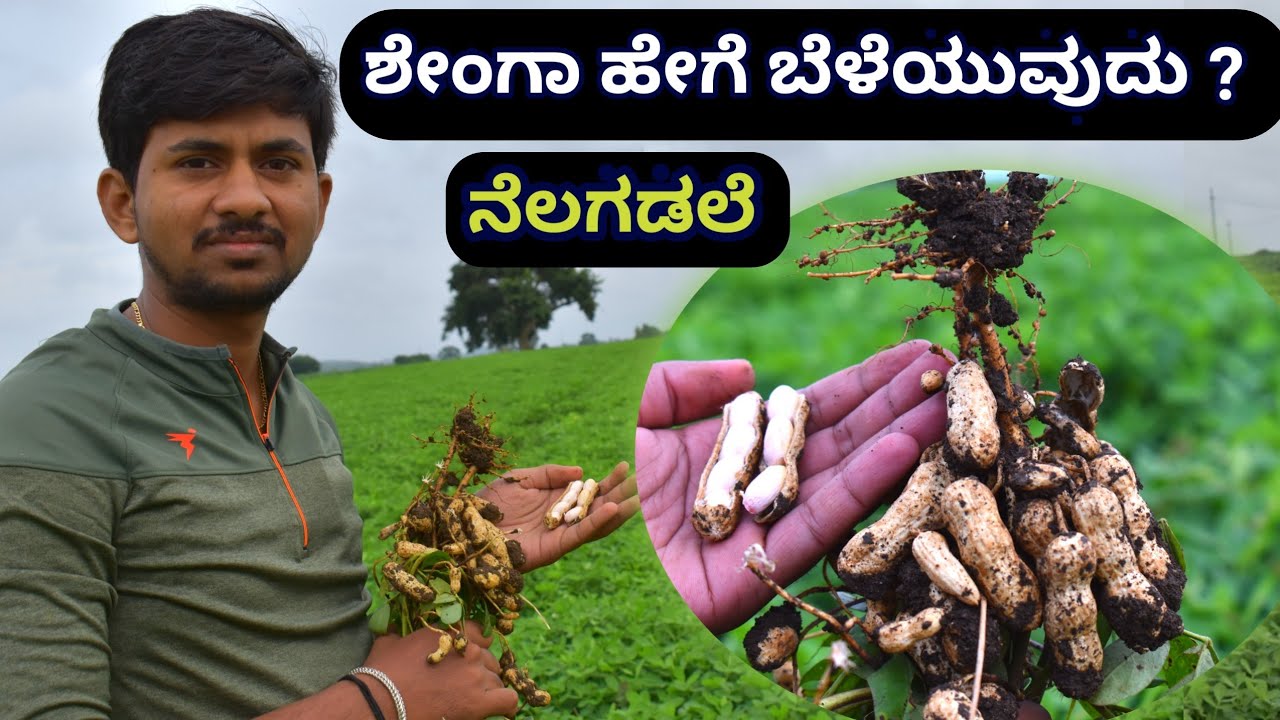 ಶೇಂಗಾ (ನೆಲಗಡಲೆ) ಹೇಗೆ ಬೆಳೆಯುವುದು? Groundnut Cultivation Method,  How to Cultivate Groundnut?
