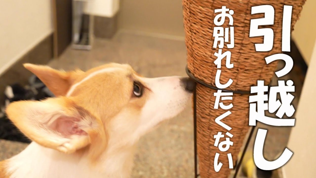 真面目な牧羊犬コーギーの愛情深さを実感しました