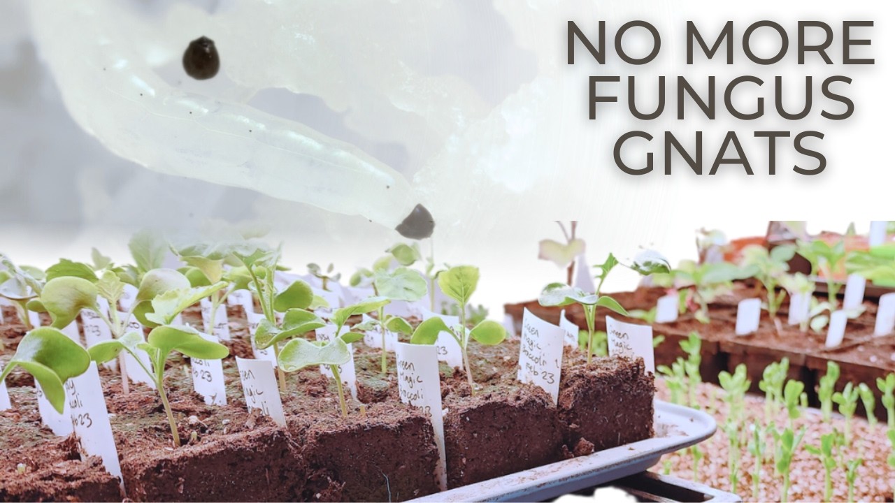 Fungus Gnats in Seed Starting: What They Are & How to Get Rid of Them