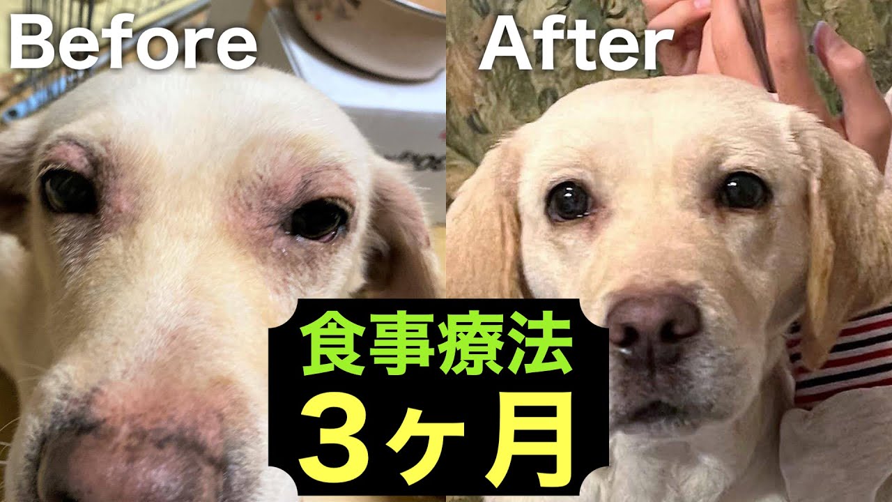 治らないと言うアトピー犬が完治・何をしたか【コメント歓迎】