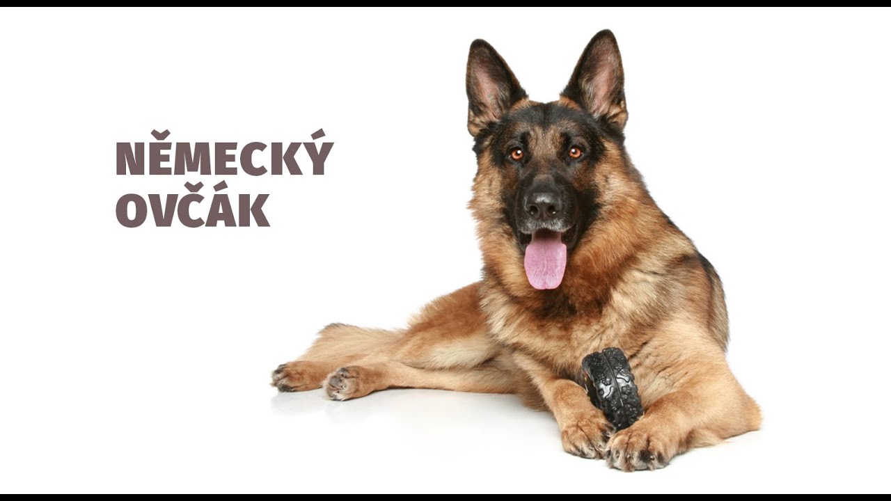 Německý ovčák - Atlas plemen - Tlapka TV