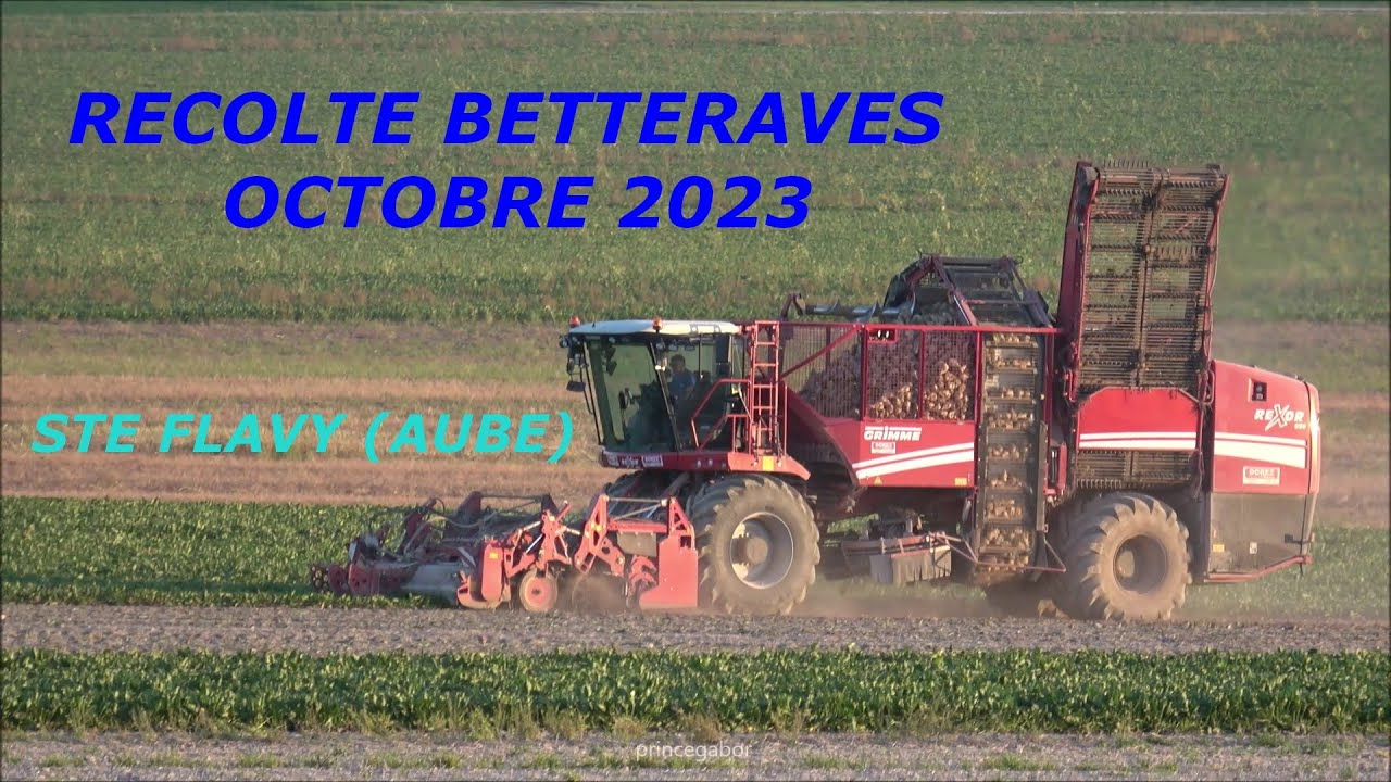 BETTERAVES / RECOLTE 2023 / GRIMME REXOR 620 /STE FLAVY /AUBE /FRANCE /