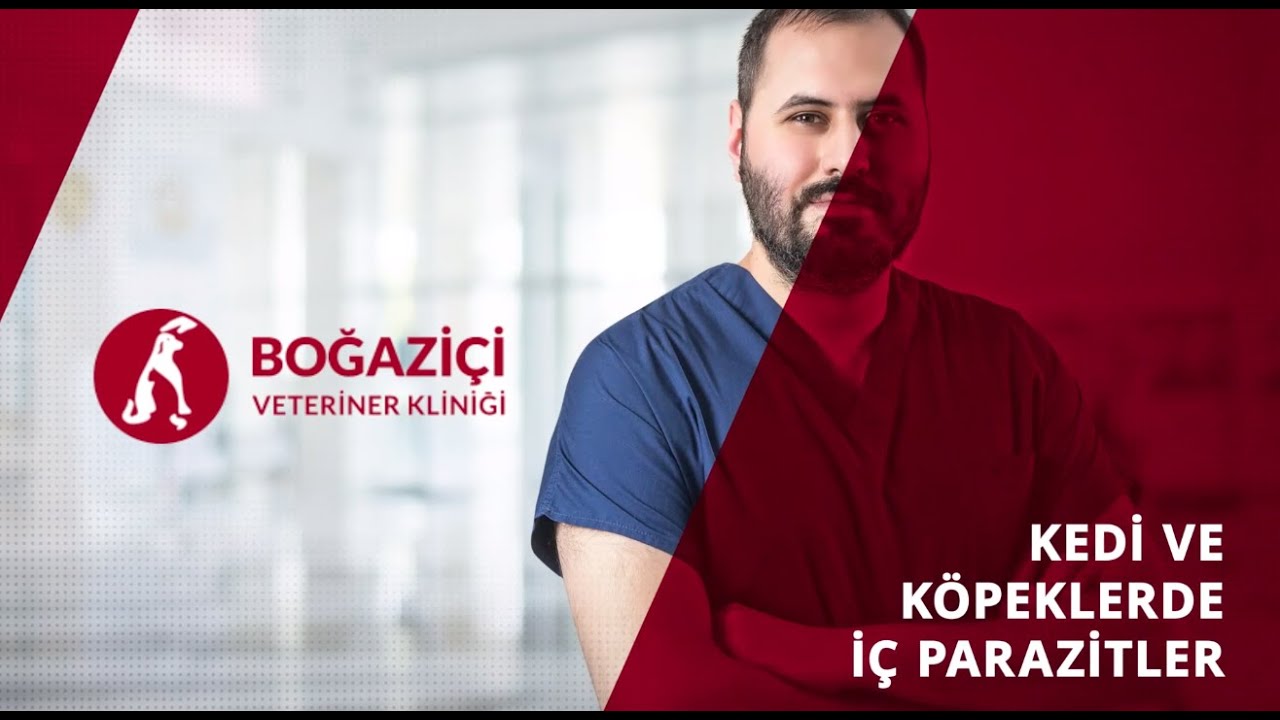 Kedi ve Köpeklerde İç Parazitler Nelerdir? İç Parazitlerin Tedavi Yöntemi Nedir?