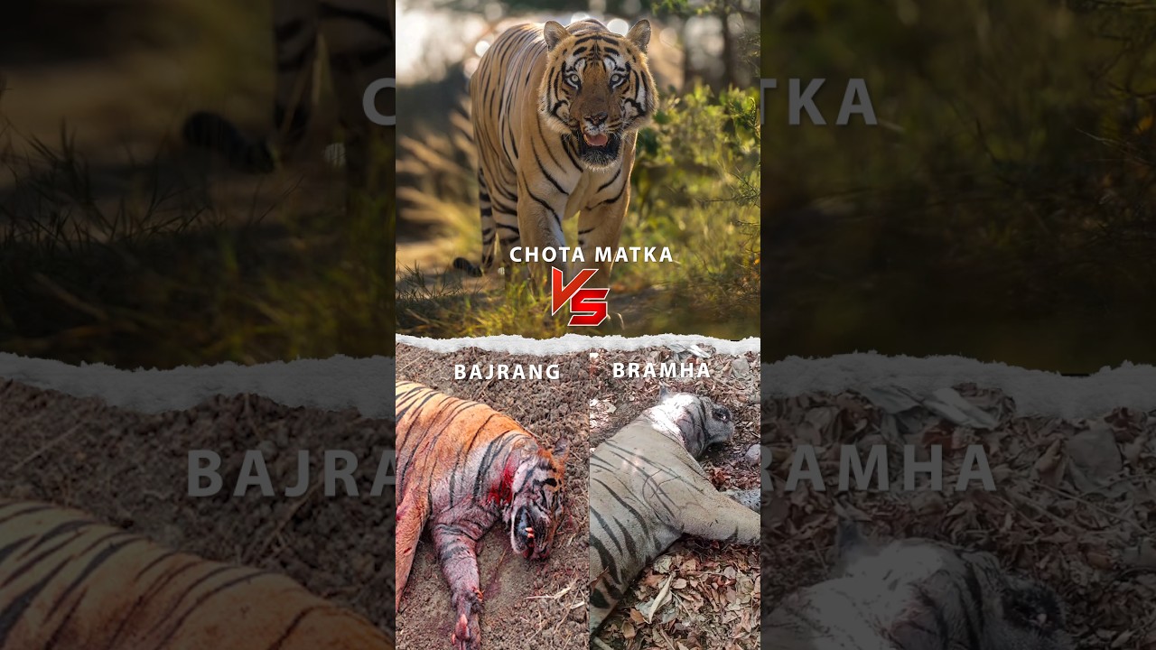 🐯Story of Chota Matka | Tadoba Tiger Reserve | Part-4