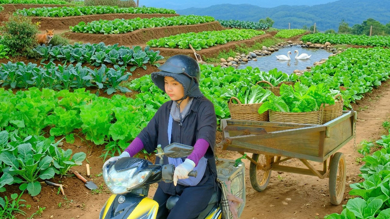 Harvest A Truckload Of Chinese cabbages To Sell  After 70 Days Of Growing &ndash; Daily Life On The Farm