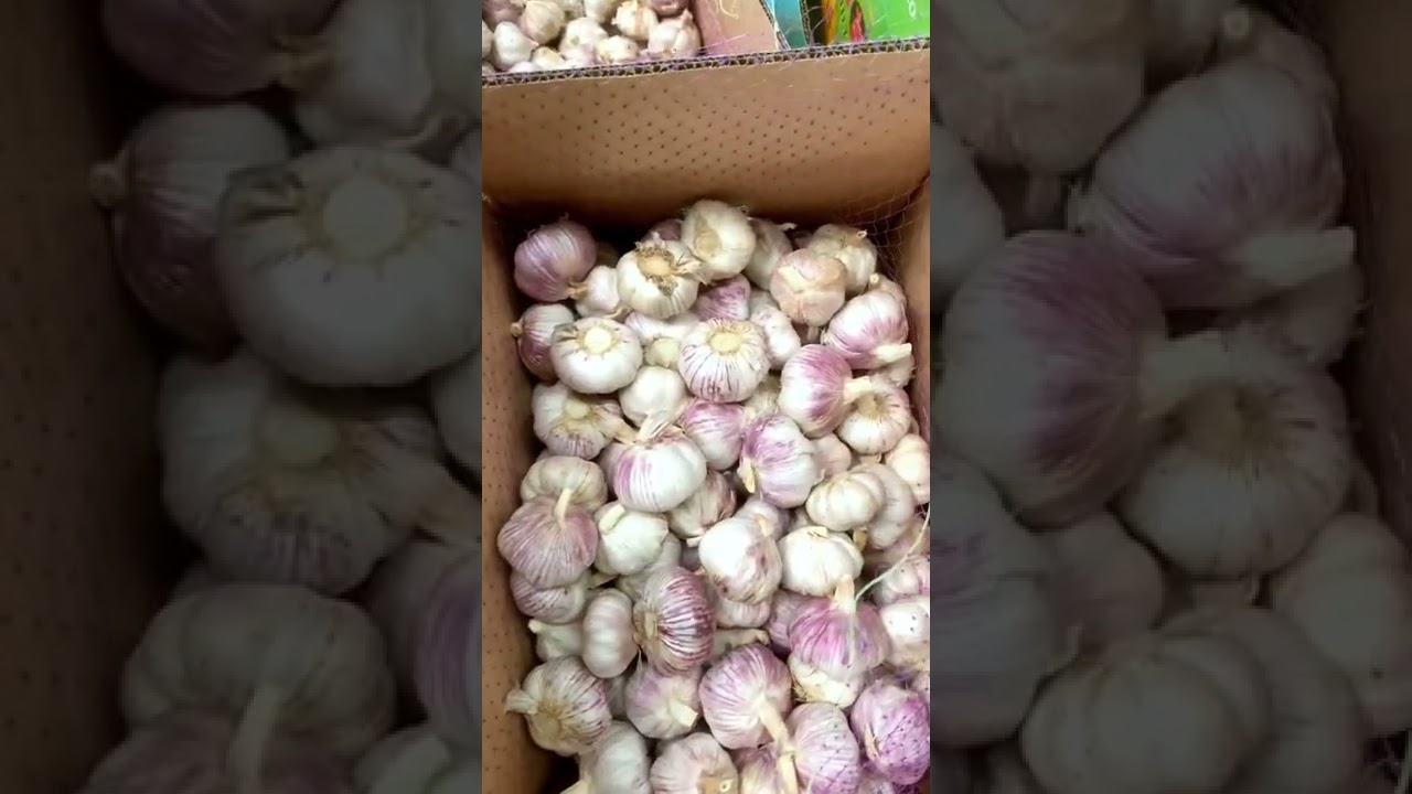China garlic price is go up #garlic