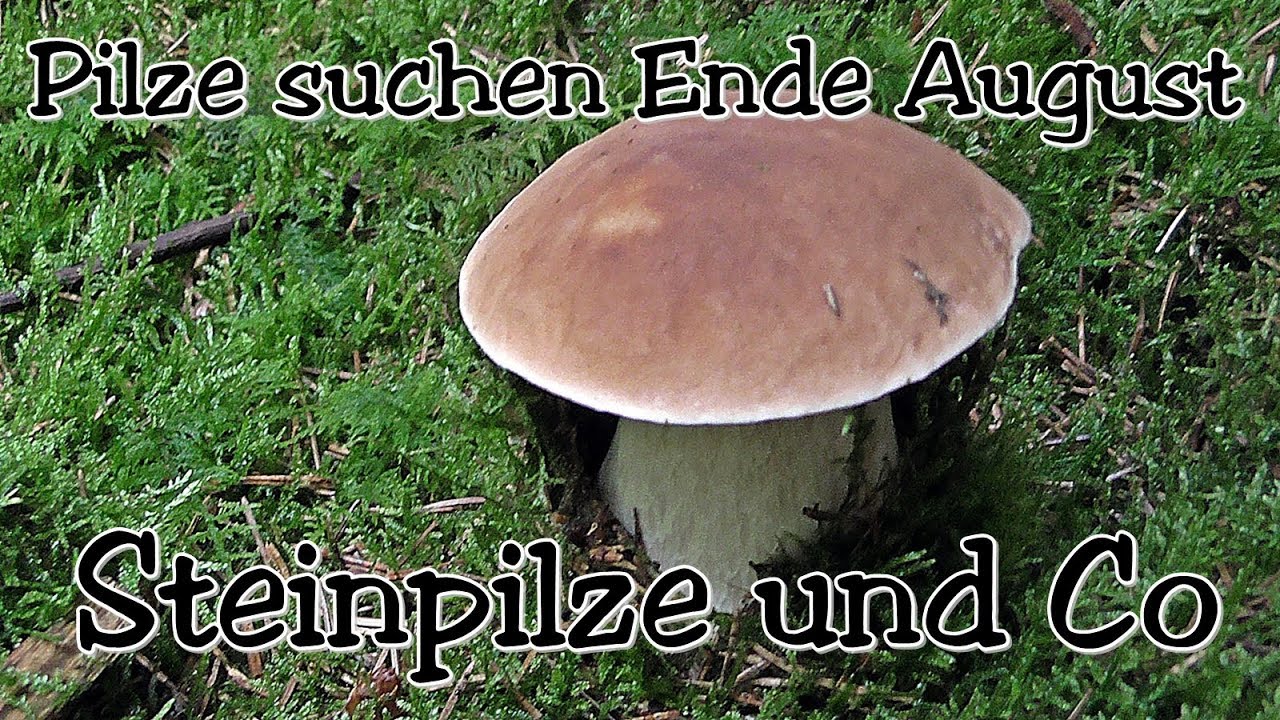 Steinpilze und Co - Pilze suchen Ende August 2017