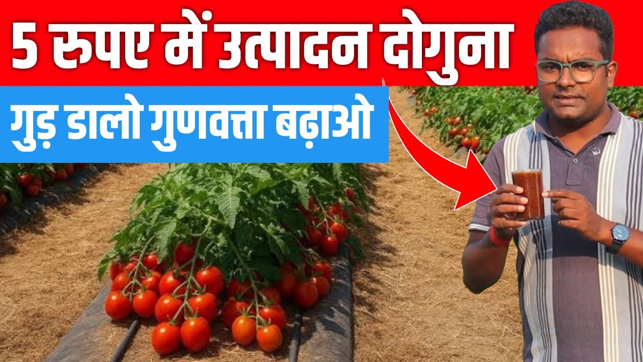 ₹5 में फल फूल दोगुना । देसी नुस्खा जबरदस्त नतीजे गुड़ का स्प्रे । Organic Farming Hack Jaggery Spray
