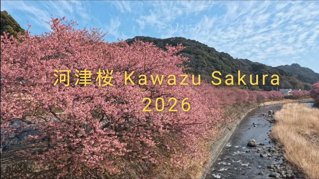  河津桜 2026🌸 Kawazu Town in Shizuoka Prefecture, 14 February, 2026