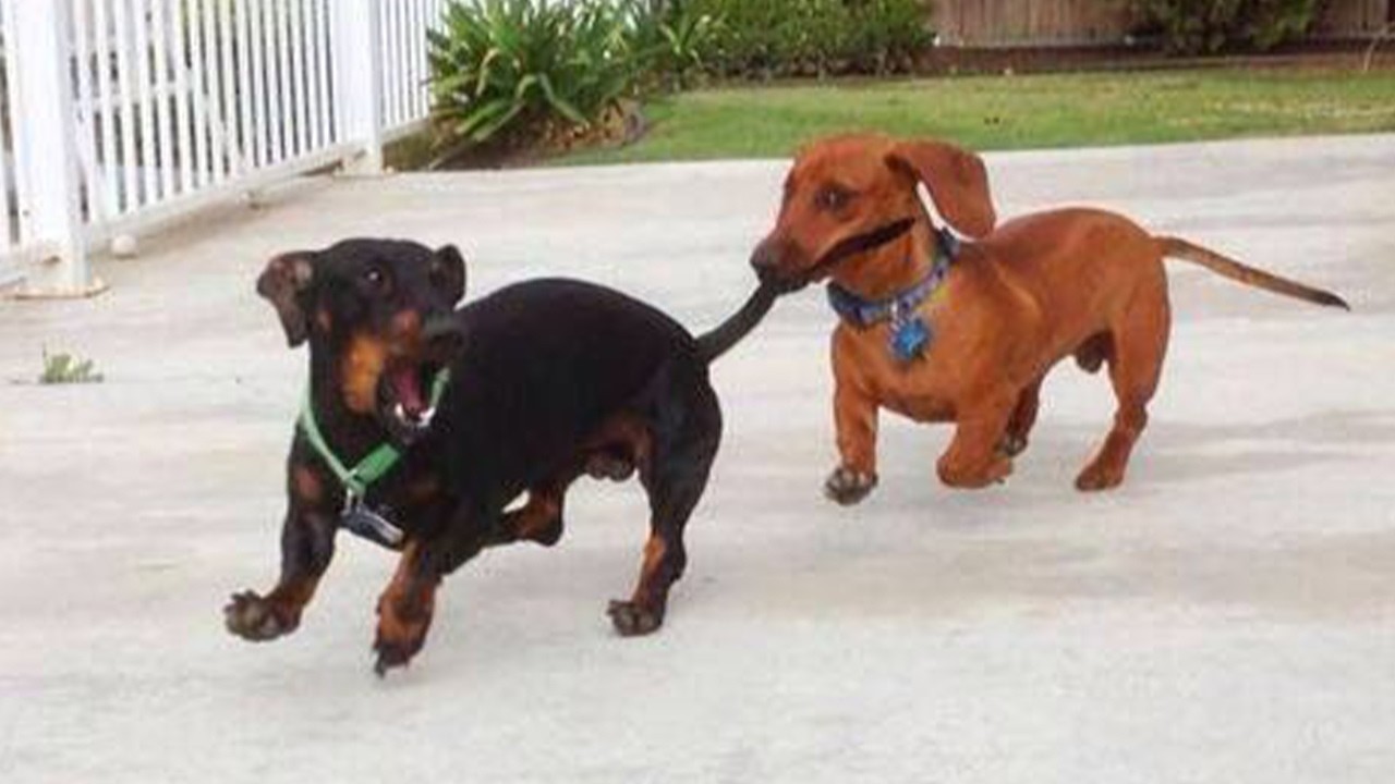 Dogs Can’t Stop Being Funny That You Won’t Stop Laughing 😁